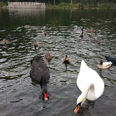 恩奇安酒店 酒店 3*